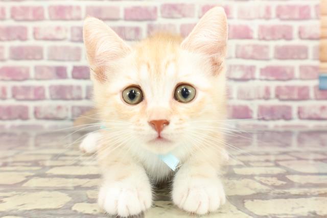 埼玉県のキンカロー (Coo&RIKUアニマルケアセンター大宮/2024年3月3日生まれ/男の子/レッドタビーホワイト)の子猫