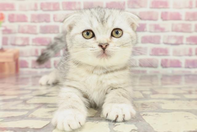 茨城県のスコティッシュフォールド (Coo&RIKU水戸店/2024年2月24日生まれ/女の子/シルバータビー)の子猫