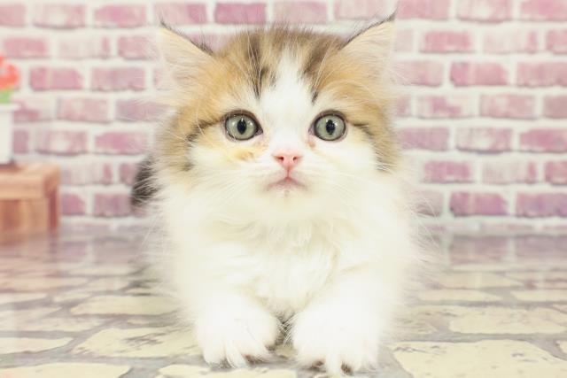 青森県のミヌエット (Coo&RIKU青森店/2024年3月3日生まれ/男の子/ブラウンタビーホワイト)の子猫