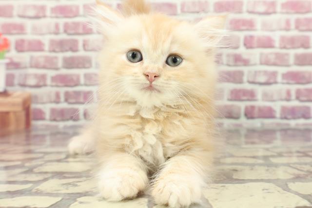 埼玉県のラガマフィン (Coo&RIKUアニマルケアセンター大宮/2024年3月8日生まれ/男の子/レッドタビー)の子猫