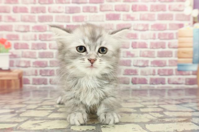 青森県のサイベリアン (Coo&RIKU青森店/2024年3月10日生まれ/女の子/ブルーパッチドタビー)の子猫