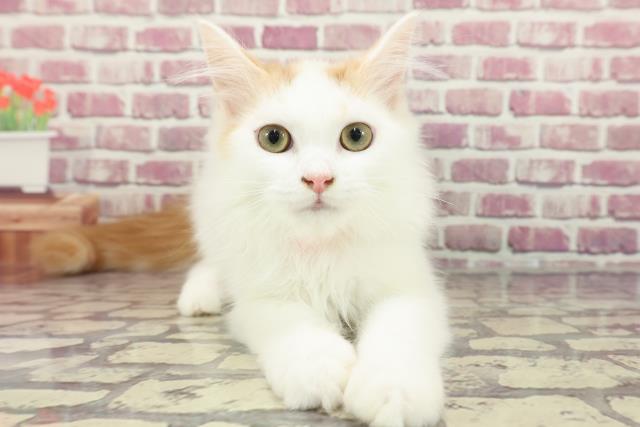 青森県のサイベリアン (Coo&RIKU八戸店/2024年1月3日生まれ/女の子/レッドホワイト)の子猫