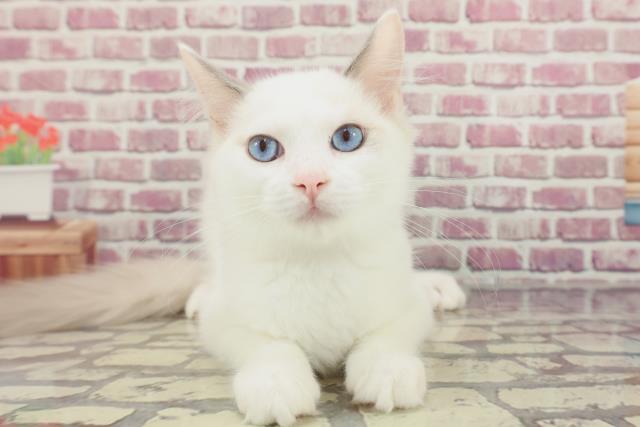 茨城県のラグドール (Coo&RIKU水戸店/2023年12月17日生まれ/男の子/ブルーポイント)の子猫