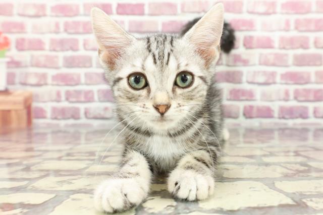 北海道のアメリカンショートヘアー (Coo&RIKU苫小牧店/2024年2月1日生まれ/男の子/シルバークラシックタビー)の子猫