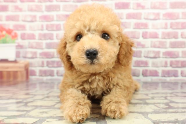 茨城県のトイプードル(トイ) (Coo&RIKU水戸店/2024年3月8日生まれ/男の子/レッド)の子犬
