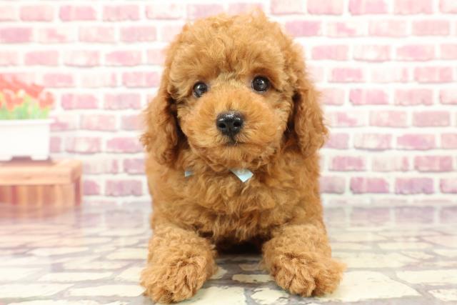 茨城県のトイプードル(トイ) (Coo&RIKU筑西店/2024年3月8日生まれ/男の子/アプリコット)の子犬