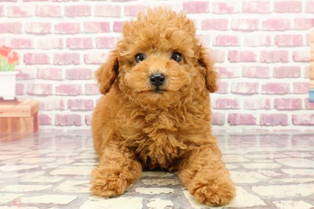 茨城県のトイプードル(トイ) (Coo&RIKU筑西店/2024年3月8日生まれ/女の子/レッド)の子犬