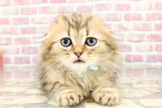 東京都のスコティッシュフォールド (Coo&RIKU大久保店/2024年3月9日生まれ/男の子/ブラウンタビー)の子猫
