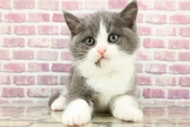 東京都のブリティッシュショートヘアー (Coo&RIKU大久保店/2024年3月10日生まれ/男の子/ブルーホワイト)の子猫