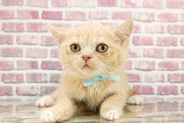 埼玉県のブリティッシュショートヘアー (Coo&RIKUアニマルケアセンター大宮/2024年3月10日生まれ/男の子/クリームホワイト)の子猫
