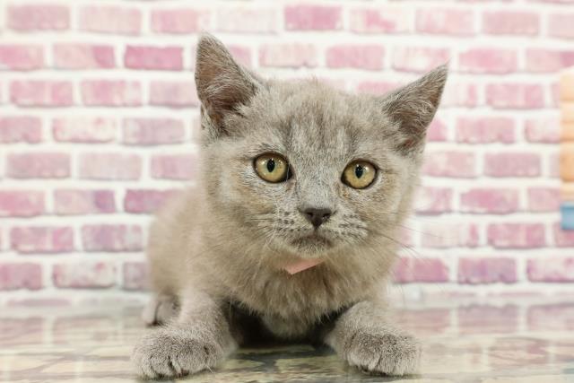 兵庫県のブリティッシュロングヘアー (Coo&RIKU明石店/2024年3月10日生まれ/男の子/ブルー)の子猫