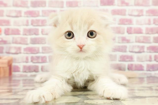 東京都のスコティッシュフォールド (Coo&RIKU三軒茶屋店/2024年3月8日生まれ/男の子/クリームタビーホワイト)の子猫