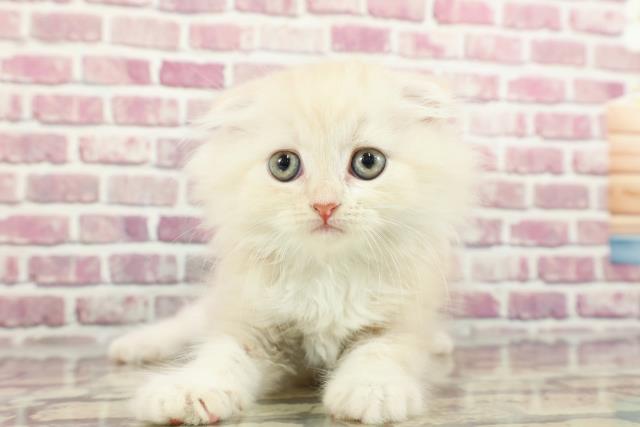埼玉県のスコティッシュフォールド (Coo&RIKUアニマルケアセンター大宮/2024年3月8日生まれ/男の子/クリームタビーホワイト)の子猫