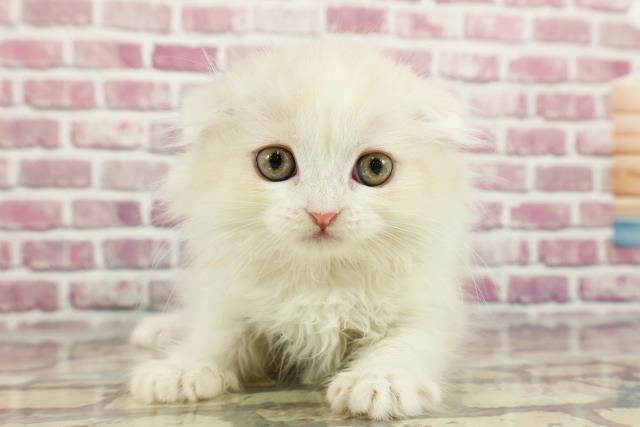 埼玉県のスコティッシュフォールド (Coo&RIKUアニマルケアセンター大宮/2024年3月8日生まれ/女の子/クリームタビーホワイト)の子猫