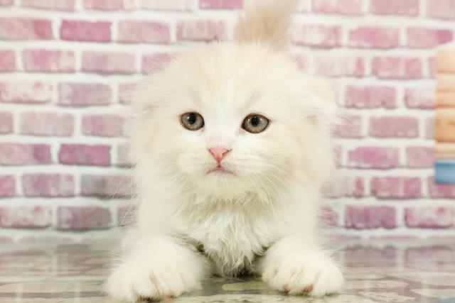 東京都のスコティッシュフォールド (Coo&RIKU広尾店/2024年3月8日生まれ/女の子/クリームタビーホワイト)の子猫