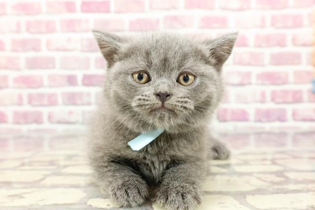 兵庫県のブリティッシュショートヘアー (Coo&RIKU丹波店/2024年3月10日生まれ/男の子/ブルー)の子猫