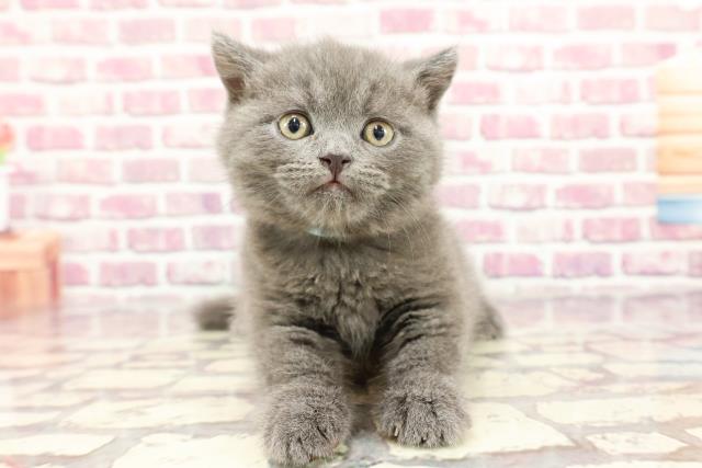 鳥取県のブリティッシュショートヘアー (Coo&RIKUラ・ムー鳥取東店/2024年3月10日生まれ/男の子/ブルー)の子猫