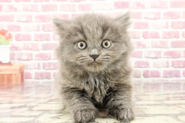 埼玉県のブリティッシュロングヘアー (Coo&RIKUアニマルケアセンター大宮/2024年3月10日生まれ/女の子/ブルー)の子猫