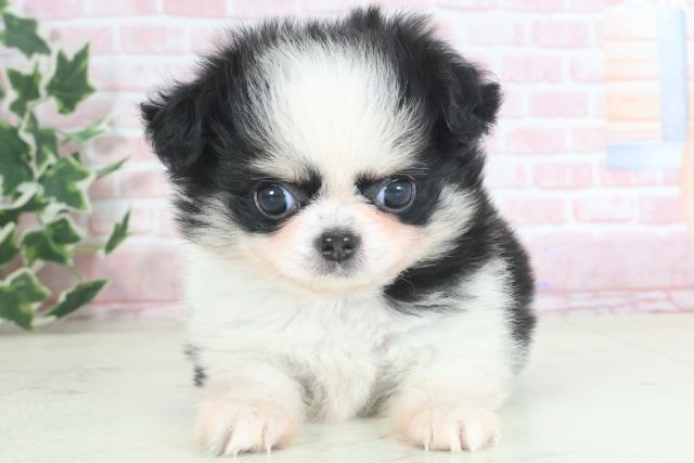 熊本県のチワワ(ロング) (Coo&RIKU熊本店/2024年3月9日生まれ/女の子/ブラックホワイト)の子犬