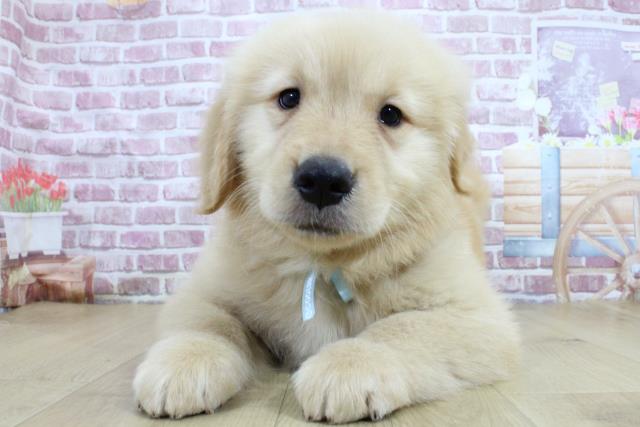 福島県のゴールデンレトリバー (Coo&RIKUいわき店/2024年3月7日生まれ/男の子/ゴールデン)の子犬