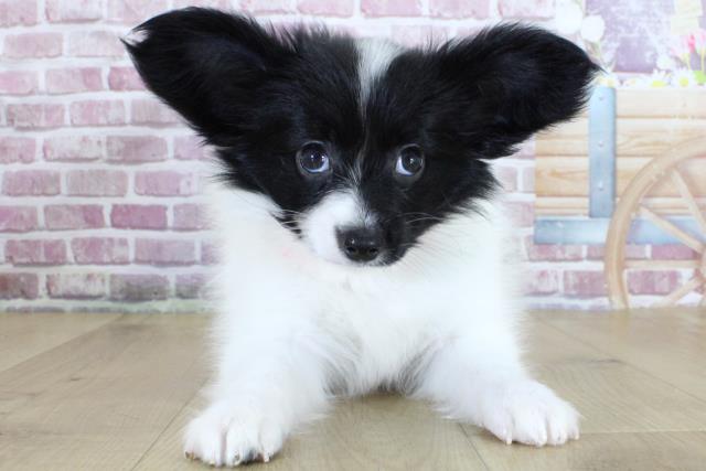福島県のパピヨン (Coo&RIKU福島店/2024年3月9日生まれ/女の子/ホワイトブラック)の子犬