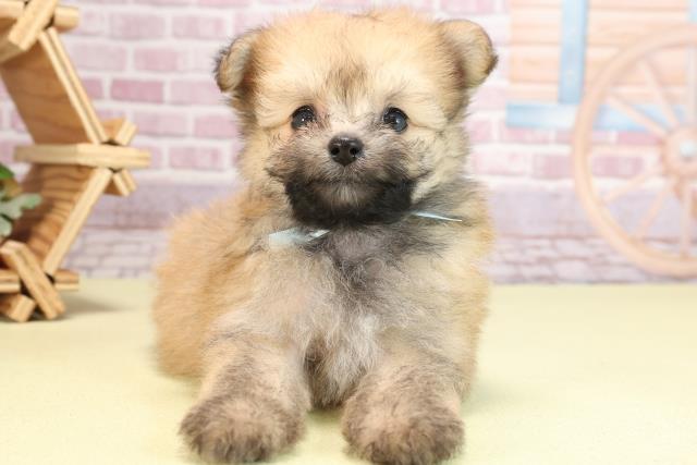 三重県のハーフ犬 (Coo&RIKU津高茶屋店/2024年3月11日生まれ/男の子/セーブルホワイト)の子犬