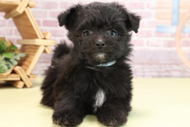 愛知県のハーフ犬 (Coo&RIKU豊橋店/2024年3月11日生まれ/男の子/ブラックホワイト)の子犬