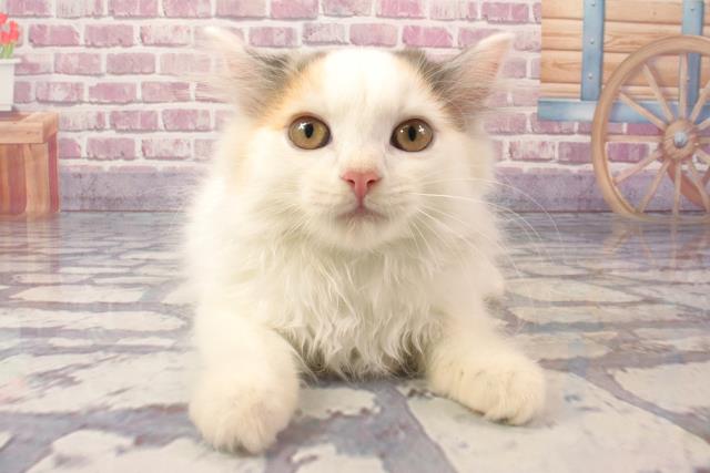 滋賀県のセルカークレックス (Coo&RIKU東近江店/2024年3月5日生まれ/女の子/ブルーシルバーパッチドタビー＆ホワイトバン)の子猫