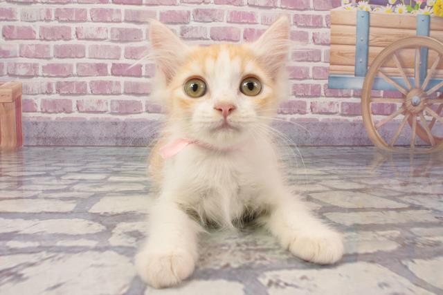 滋賀県のセルカークレックス (Coo&RIKU長浜店/2024年3月5日生まれ/女の子/カメオタビーホワイト)の子猫