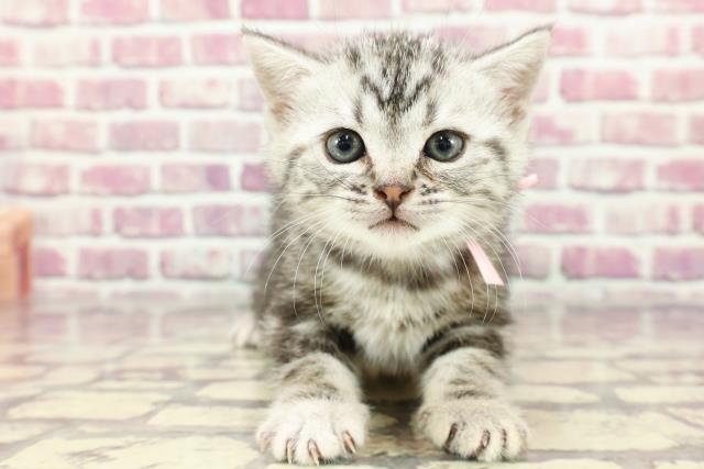 新潟県のアメリカンショートヘアー (Coo&RIKU新潟西店/2024年3月8日生まれ/女の子/シルバーパッチドタビー)の子猫
