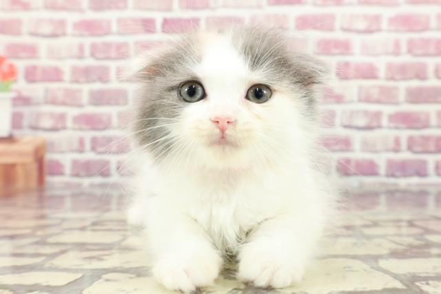 埼玉県のスコティッシュフォールド (Coo&RIKUアニマルケアセンター大宮/2024年3月8日生まれ/女の子/ダイリュートキャリコ)の子猫