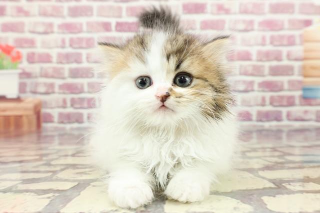 東京都のミヌエット (Coo&RIKU浅草店/2024年3月11日生まれ/女の子/ブラウンタビーホワイト)の子猫