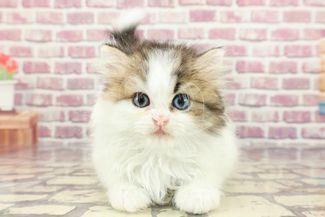 東京都のミヌエット (Coo&RIKU中野サンモール店/2024年3月11日生まれ/男の子/ブラウンタビーホワイト)の子猫