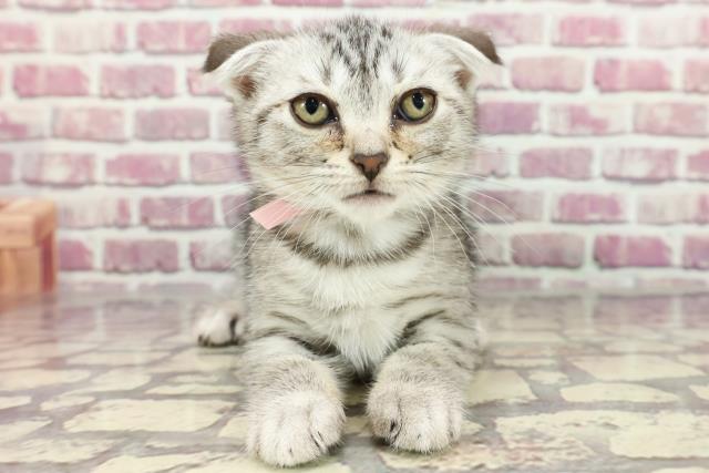 長野県のスコティッシュフォールド (Coo&RIKU綿半諏訪店/2024年3月4日生まれ/女の子/シルバータビー)の子猫