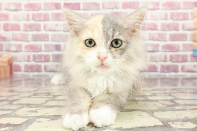 広島県のラガマフィン (Coo&RIKU東広島店/2024年1月27日生まれ/女の子/ブルーパッチドタビーホワイト)の子猫