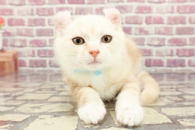 埼玉県のアメリカンカール (Coo&RIKUアニマルケアセンター大宮/2024年1月26日生まれ/男の子/クリームタビーホワイト)の子猫