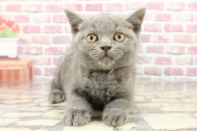 広島県のブリティッシュショートヘアー (Coo&RIKU東広島店/2024年2月19日生まれ/女の子/ブルー)の子猫