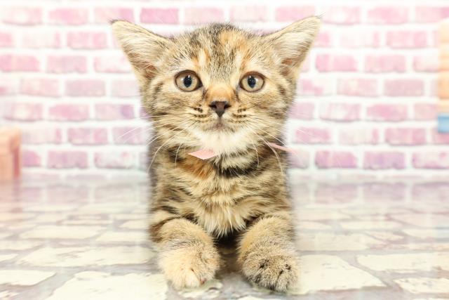 埼玉県のスコティッシュフォールド (Coo&RIKUアニマルケアセンター大宮/2024年2月25日生まれ/女の子/ブラウンパッチドタビー)の子猫