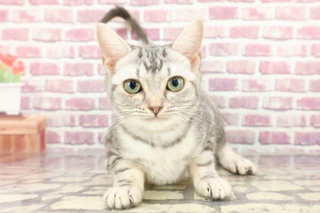 長野県のアメリカンショートヘアー (Coo&RIKU松本店/2023年12月19日生まれ/女の子/ブルータビー)の子猫