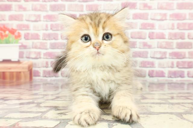 埼玉県のミヌエット (Coo&RIKUアニマルケアセンター大宮/2024年3月8日生まれ/女の子/ブラウンタビー)の子猫