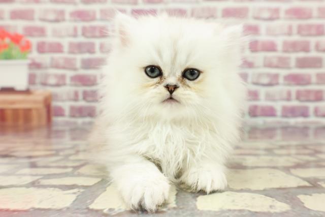 東京都のペルシャ (Coo&RIKU中野サンモール店/2024年3月9日生まれ/女の子/チンチラシルバー)の子猫