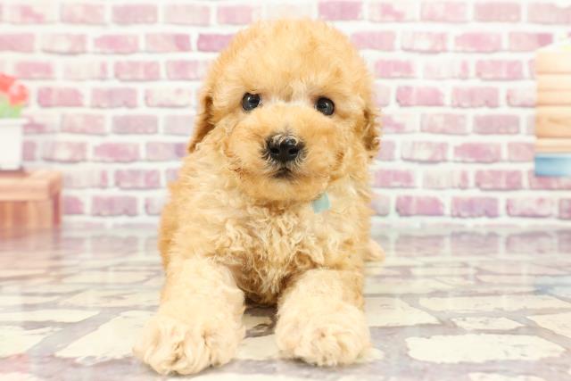 長野県のトイプードル(トイ) (Coo&RIKU松本店/2024年3月12日生まれ/男の子/アプリコット)の子犬