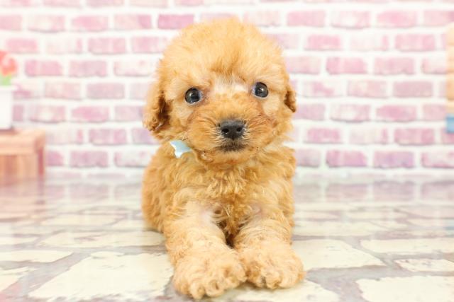 石川県のトイプードル(トイ) (Coo&RIKU金沢店/2024年3月12日生まれ/男の子/アプリコット)の子犬