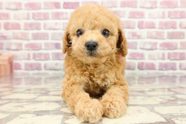 福島県のトイプードル(トイ) (Coo&RIKUいわき店/2024年3月12日生まれ/女の子/アプリコット)の子犬