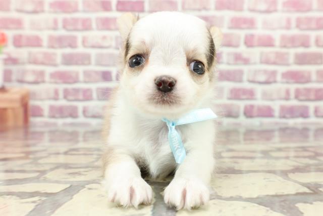 埼玉県のチワワ(ロング) (Coo&RIKUアニマルケアセンター大宮/2024年3月11日生まれ/男の子/レッドホワイト)の子犬