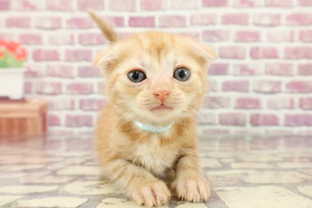 石川県のスコティッシュフォールド (Coo&RIKUイオン野々市南店/2024年3月11日生まれ/男の子/レッドタビー)の子猫