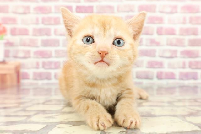 埼玉県のスコティッシュフォールド (Coo&RIKUアニマルケアセンター大宮/2024年3月11日生まれ/男の子/レッドタビー)の子猫