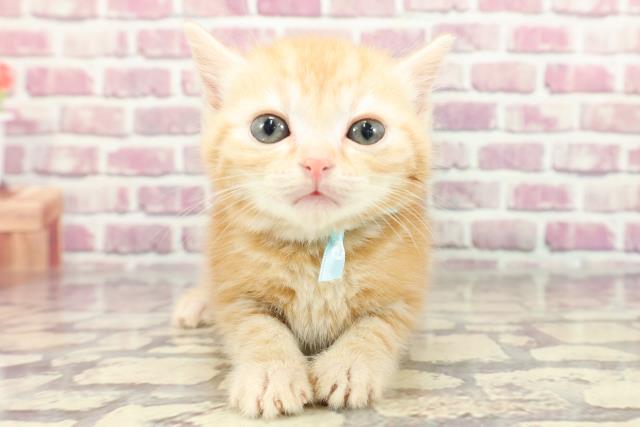 新潟県のスコティッシュフォールド (Coo&RIKU上越店/2024年3月11日生まれ/男の子/レッドタビー)の子猫