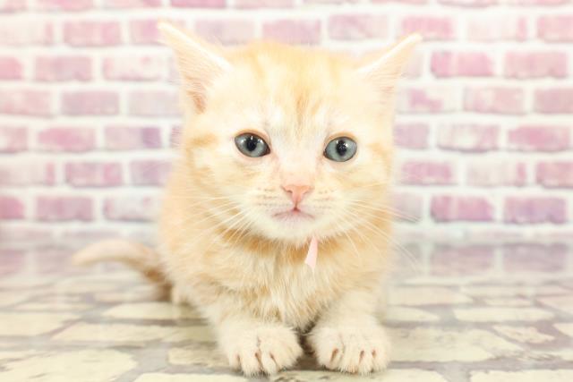群馬県のスコティッシュフォールド (Coo&RIKU高崎店/2024年3月11日生まれ/女の子/レッドタビー)の子猫