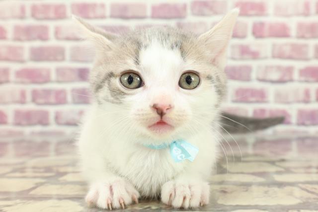 栃木県のマンチカン (Coo&RIKU宇都宮店/2024年3月9日生まれ/男の子/ブルータビーホワイト)の子猫